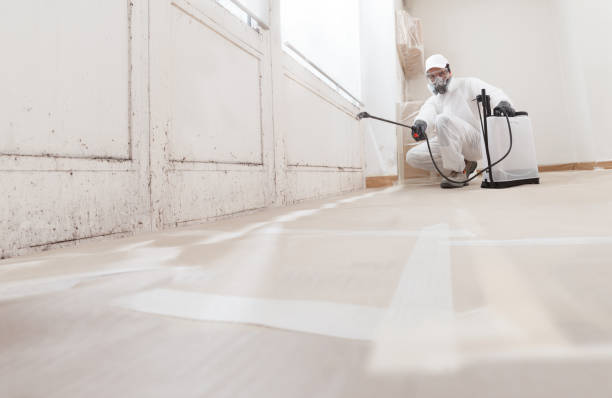 Professional Mold Removal Services in Campo, CA